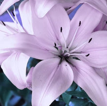 Load image into Gallery viewer, Lavender Lilly