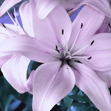 Load image into Gallery viewer, Lavender Lilly

