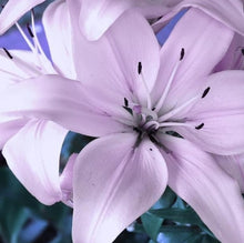 Load image into Gallery viewer, Lavender Lilly
